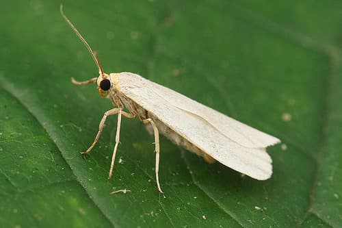 Pigmy Footman