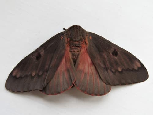 Pine-devil Moth