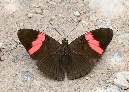 pink-banded sister