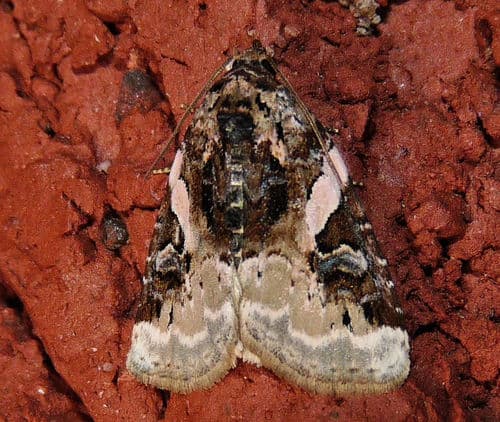 Pink-barred Pseudeustrotia Moth