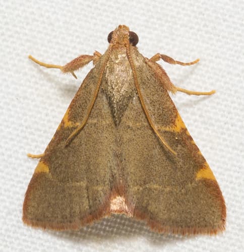 Pink-fringed Dolichomia Moth