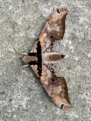Pink Hawkmoth