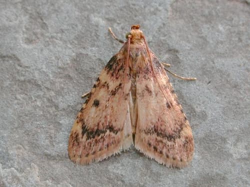 Pink-masked Pyralid Moth
