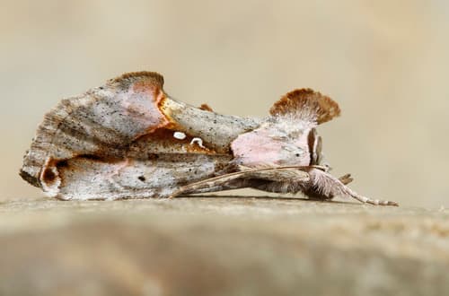Pink-patched Looper Moth