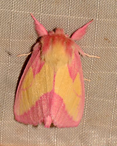 Pink Prominent