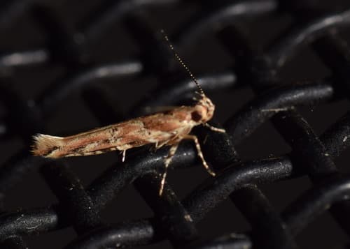 Pink Scavenger Caterpillar Moth