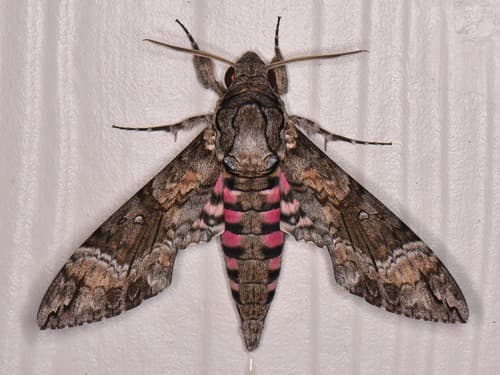 Pink-spotted Hawkmoth