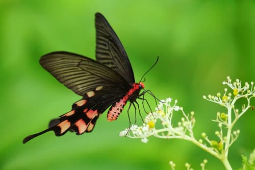 Pink-spotted Windmill
