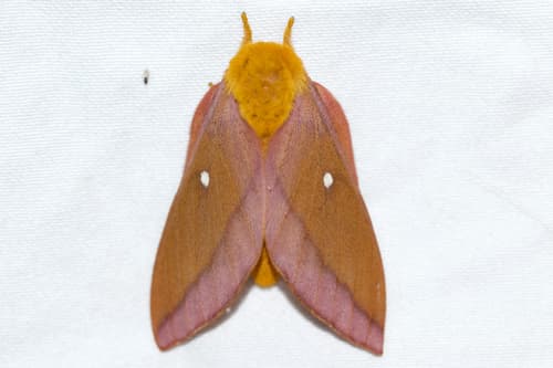 Pink-striped Oakworm Moth