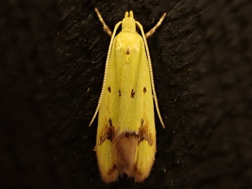 Pink-Tipped Yellow Moth