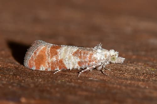 Pitch Pine Tip Moth