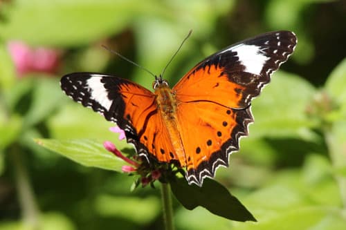 Plain Lacewing Butterfly
