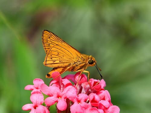 Plain Palm-Dart