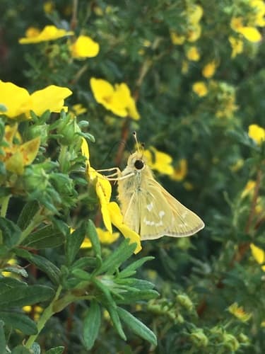 Plains Branded Skipper