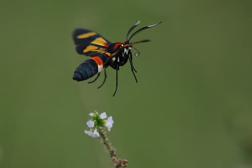 Pleasant Hornet Moth