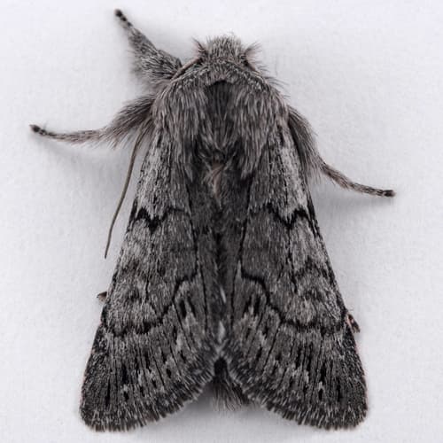 Pleromelloida conserta