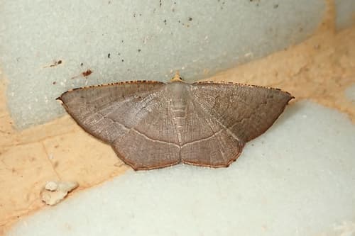 Yellow-headed Plesiomorpha