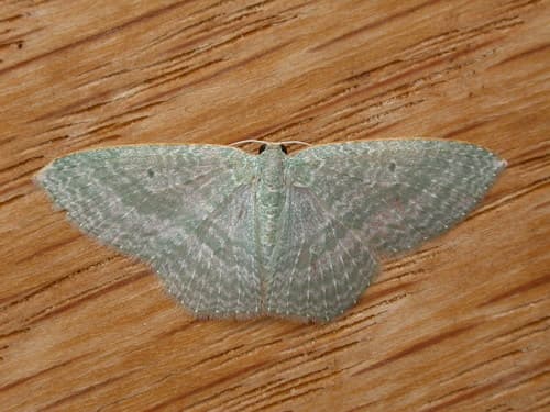 Poecilasthena thalassias