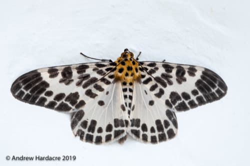 Pogonopygia nigralbata