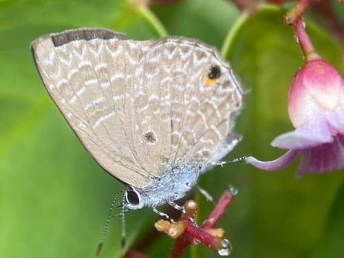 Pointed Ciliate Blue