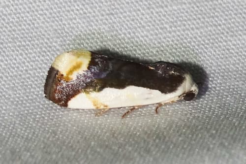 Polished Bird-dropping Moth