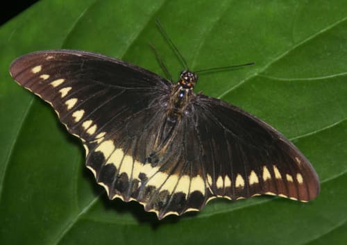 Polydamas Swallowtail