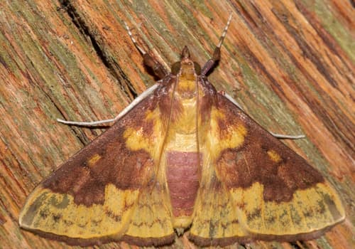 Polygrammodes ponderalis