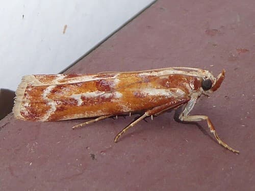 Ponderosa Pine Coneworm Moth