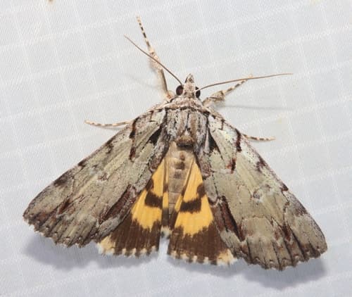Praeclara Underwing Moth
