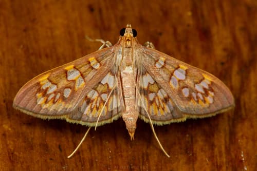 Prenesta fenestrinalis