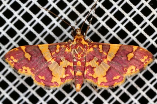 Red-banded Prenesta Moth