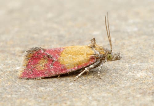 Primrose Cochylid Moth