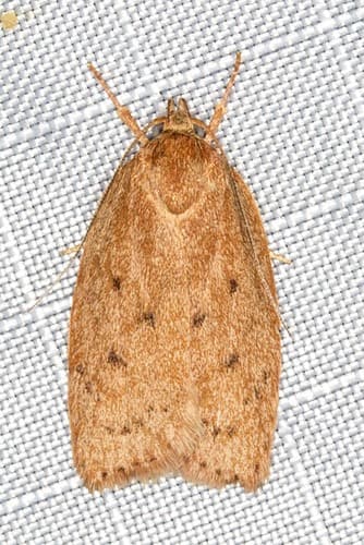 Prionocris protoxantha