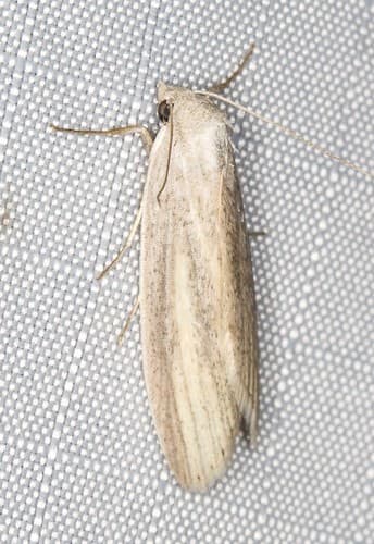 Prionopterina grammatistis