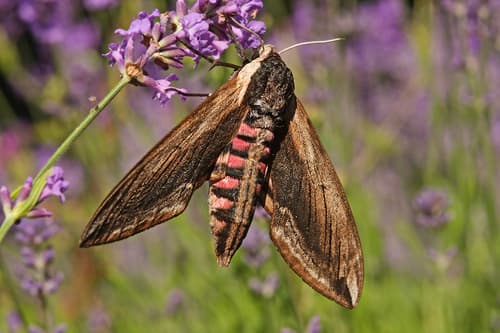 Privet Hawkmoth