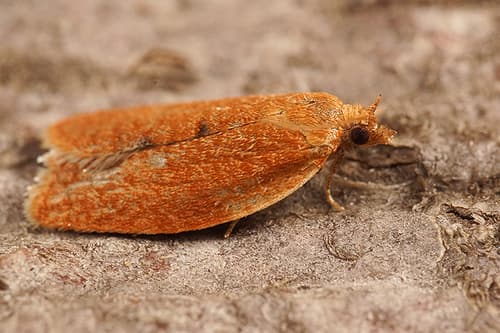 Privet Tortrix