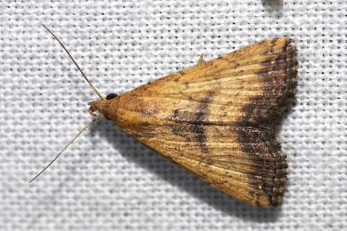 Kurosawa's Progonia Moth