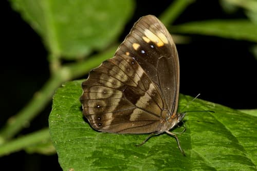 Pronophila unifasciata