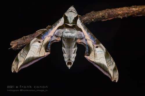 Goeldi's Sphinx Moth