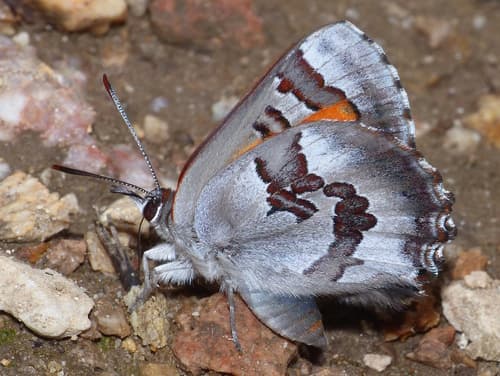 Protea Scarlet Butterfly