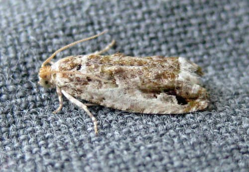 Fir Shoot Borer Moth