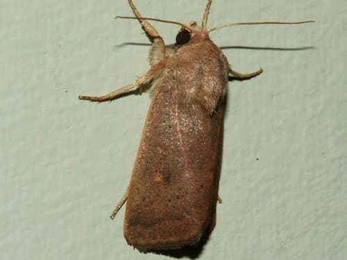 Proteuxoa porphyrescens