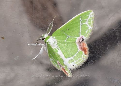 Protuliocnemis castalaria