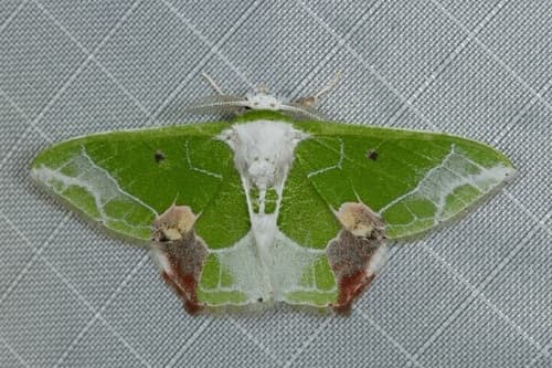 None widely recognized