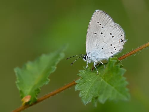 Provençal short-tailed blue
