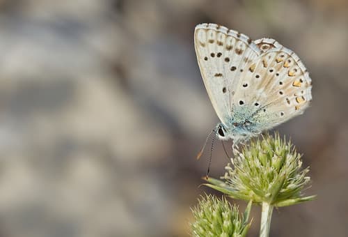 Provence chalk-hill blue
