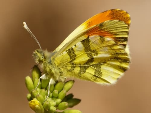 Provence Orange Tip