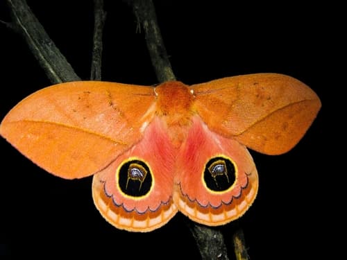 Luteata Giant Silkmoth