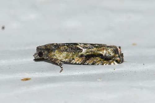 Haracana Exentera Moth