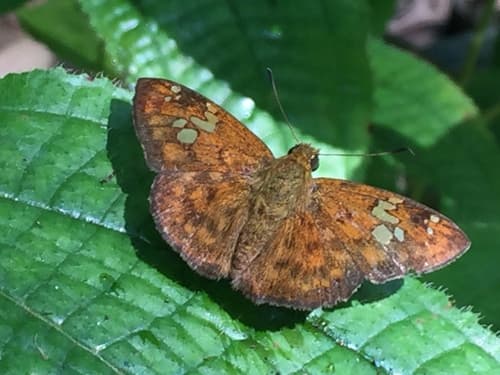 Eacus White-spotted Flat